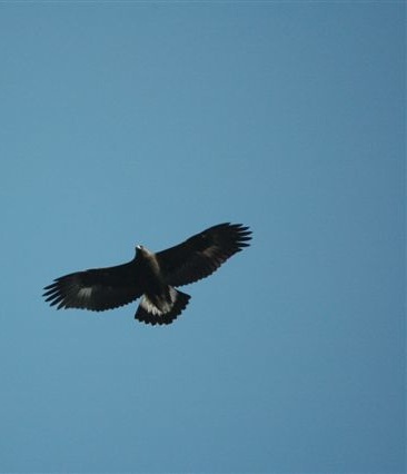 Golden Eagle thermal soaring.